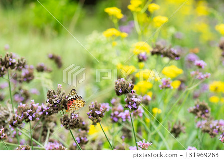 A scene with a female swallowtail butterfly sucking nectar from a flower A scene with a female swallowtail butterfly sucking nectar from a flower 131969263