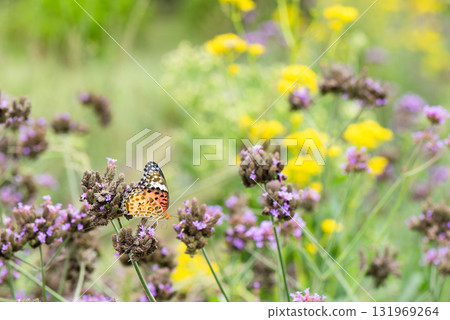 A swallowtail butterfly sucking nectar 131969264