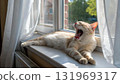 An orange tabby cat lies on a sunny windowsill, yawning wide with its mouth open near white 131969317