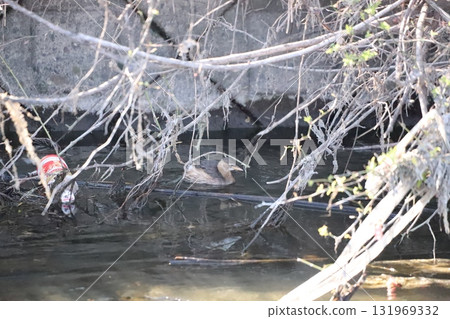 小格里佈在河裡放鬆 131969332