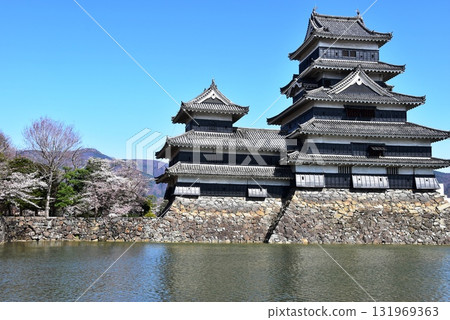 Matsumoto Castle, Matsumoto City, Nagano Prefecture: Main Keep, Small Inui Keep, Inner Moat, and Cherry Blossoms in Full Bloom Matsumoto Castle, Matsumoto City, Nagano Prefecture: Main Keep, Small Inui Keep, Inner Moat, and Cherry Blossoms in Full Bloom 131969363