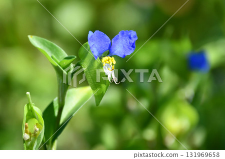 亞洲白花 131969658