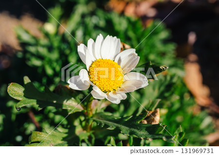 Flower of the chrysanthemum - 7 131969731