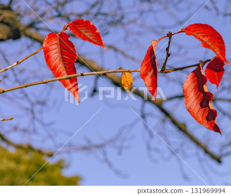 Autumn leaves landscape-6 131969994