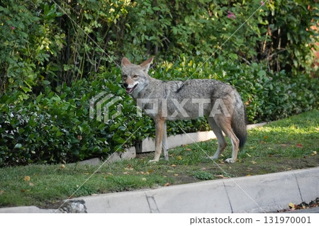 Coyote 131970001