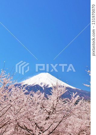 日本的春天富士和櫻花 131970070