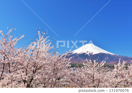日本的春天富士和櫻花 日本的春天富士和櫻花 131970076