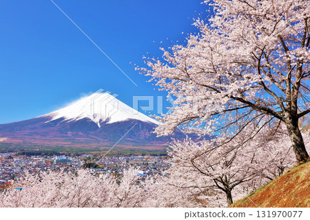 日本的春天富士和櫻花 日本的春天富士和櫻花 131970077