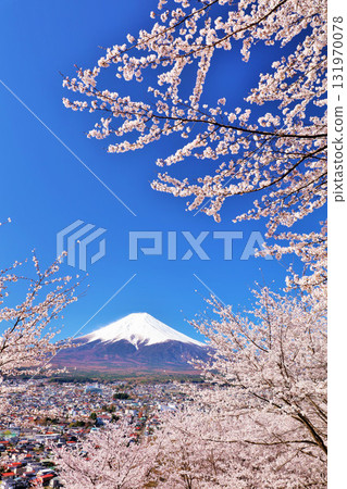 日本的春天富士和櫻花 131970078