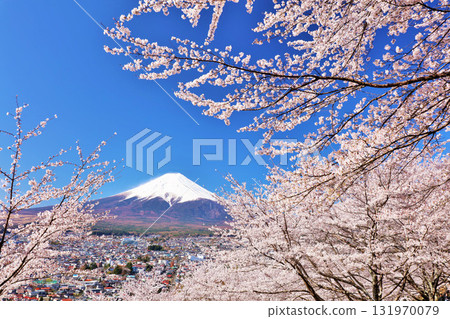 Spring Fuji in Japan and cherry blossoms Spring Fuji in Japan and cherry blossoms 131970079