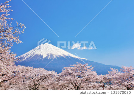 日本的春天富士和櫻花 日本的春天富士和櫻花 131970080