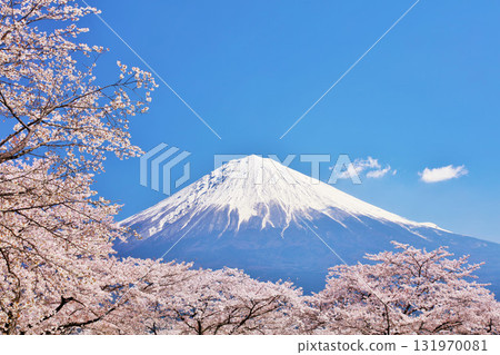 日本的春天富士和櫻花 日本的春天富士和櫻花 131970081