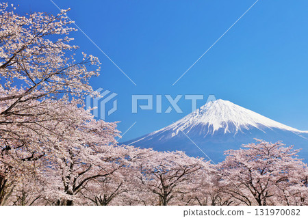 日本的春天富士和櫻花 日本的春天富士和櫻花 131970082