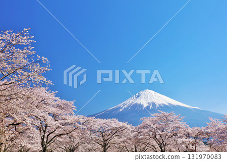 日本的春天富士和櫻花 日本的春天富士和櫻花 131970083