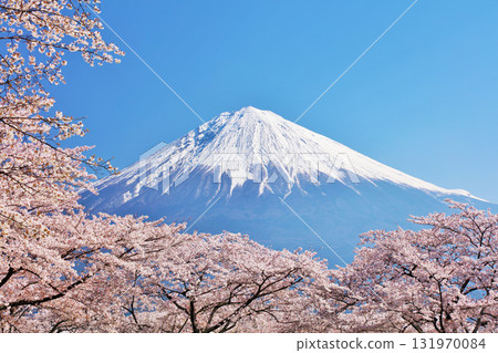 Spring Fuji in Japan and cherry blossoms Spring Fuji in Japan and cherry blossoms 131970084