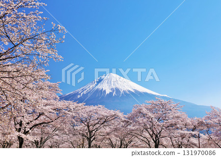 Spring Fuji in Japan and cherry blossoms Spring Fuji in Japan and cherry blossoms 131970086