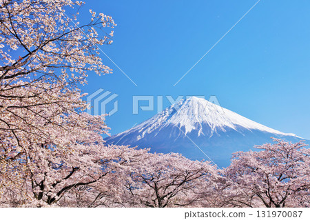 日本的春天富士和櫻花 131970087