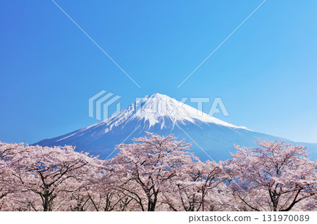 日本的春天富士和櫻花 131970089