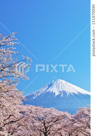 日本的春天富士和櫻花 131970090