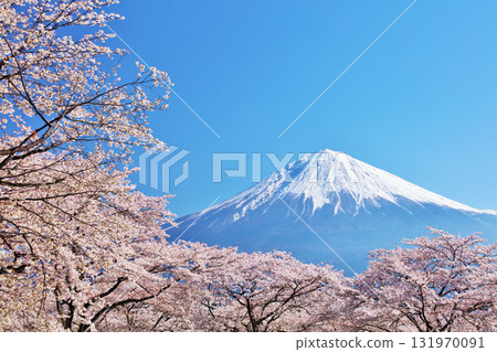 日本的春天富士和櫻花 131970091