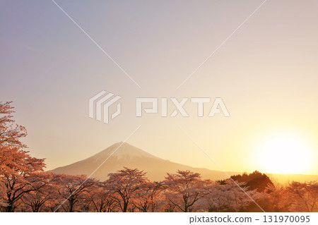 Mount Fuji at dawn and cherry blossoms in spring 131970095