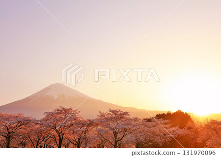 黎明的富士山和春天的櫻花 131970096