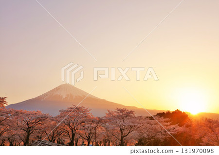 黎明的富士山和春天的櫻花 131970098