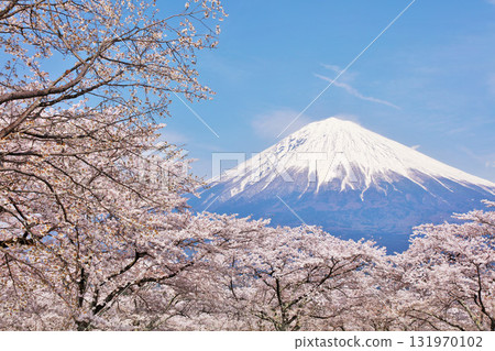 日本的春天富士和櫻花 131970102