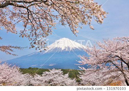 日本的春天富士和櫻花 131970103