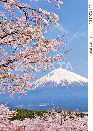 日本的春天富士和櫻花 131970106