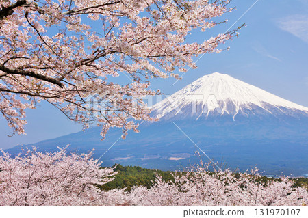 日本的春天富士和櫻花 日本的春天富士和櫻花 131970107