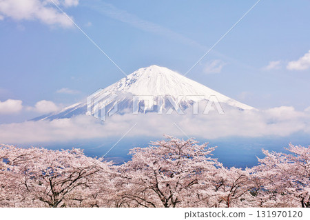 日本的春天富士和櫻花 日本的春天富士和櫻花 131970120