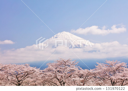 Spring Fuji in Japan and cherry blossoms Spring Fuji in Japan and cherry blossoms 131970122