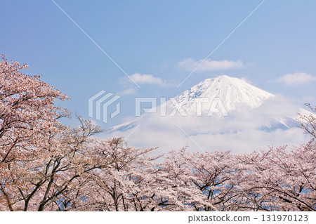 日本的春天富士和櫻花 131970123