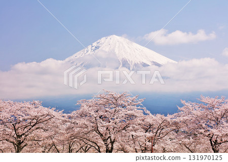 日本的春天富士和櫻花 131970125