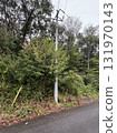 Telephone pole 131970143