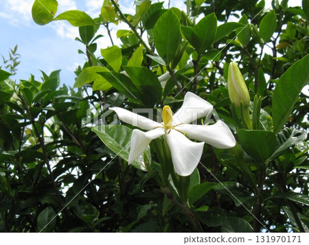 The white flowers that bloom during the rainy season have a lovely fragrance. The white flowers that bloom during the rainy season have a lovely fragrance. 131970171