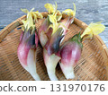 Summer myoga and autumn myoga have a refreshing scent! A photo of myoga harvested in a bamboo basket 131970176