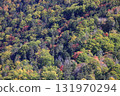 Autumn in Hokkaido - Autumn leaves in a mixed forest of coniferous and broadleaf trees - recommended for wallpapers and backgrounds 131970294