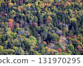 Autumn in Hokkaido - Autumn leaves in a mixed forest of coniferous and broadleaf trees - recommended for wallpapers and backgrounds 131970295