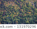 Autumn in Hokkaido - Autumn leaves in a mixed forest of coniferous and broadleaf trees - recommended for wallpapers and backgrounds 131970296