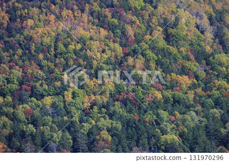 北海道的秋天 - 針葉林和闊葉林的秋葉 - 推薦用於壁紙和背景 北海道的秋天 - 針葉林和闊葉林的秋葉 - 推薦用於壁紙和背景 131970296