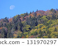 Autumn in Hokkaido - Autumn leaves and the moon in a mixed forest, recommended for wallpapers and backgrounds 131970297