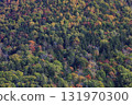 Autumn in Hokkaido - Autumn leaves in a mixed forest of coniferous and broadleaf trees - recommended for wallpapers and backgrounds 131970300