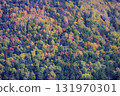 Autumn in Hokkaido - Autumn leaves in a mixed forest of coniferous and broadleaf trees - recommended for wallpapers and backgrounds 131970301