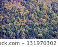Autumn in Hokkaido - Autumn leaves in a mixed forest of coniferous and broadleaf trees - recommended for wallpapers and backgrounds 131970302
