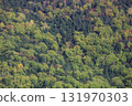 Autumn in Hokkaido - Autumn leaves in a mixed forest of coniferous and broadleaf trees - recommended for wallpapers and backgrounds 131970303
