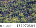 Autumn in Hokkaido - Autumn leaves in a mixed forest of coniferous and broadleaf trees - recommended for wallpapers and backgrounds 131970304