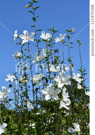 White Gionmamori Hibiscus 131970306