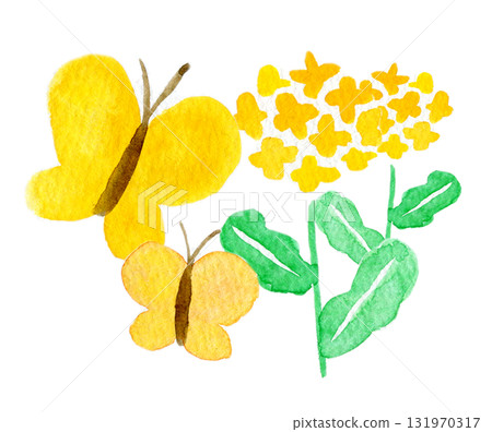 Simple watercolor illustration of rape blossoms and yellow butterflies 131970317